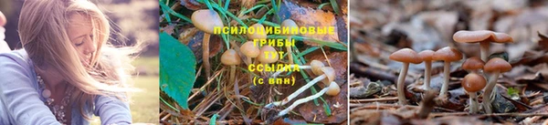 трава Надым
